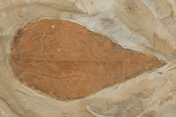 Fossil Leaf (Zizyphus) - Montana #215545